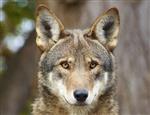 Photo of a wolf 