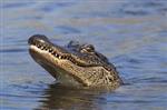 Photo of alligator in the water 